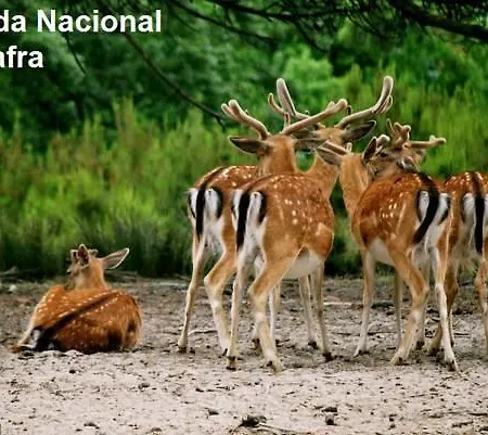 Affittacamere Mafra Guest House 3*